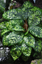 Homalomena Camouflage 4”