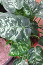 Homalomena Camouflage 6”