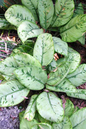 Homalomena Selby 6”