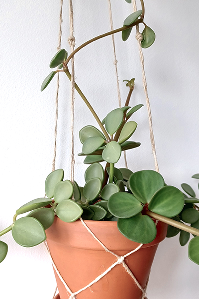 Hope Peperomia 2”