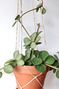 Hope Peperomia 2”
