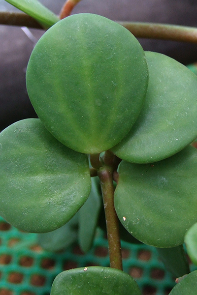 Hope Peperomia 6” HB