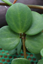 Hope Peperomia 6” HB