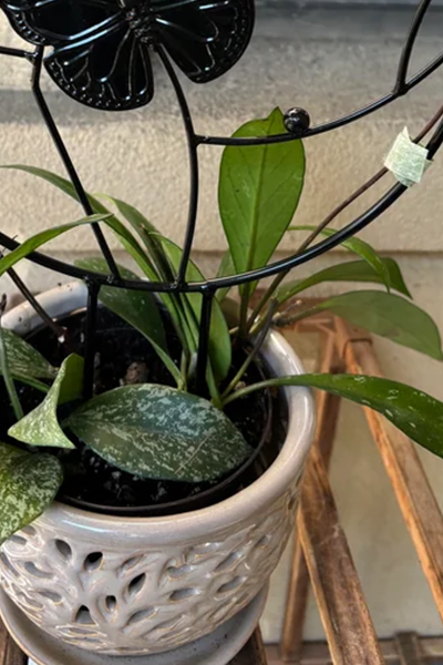 Hoya Assorted 2”