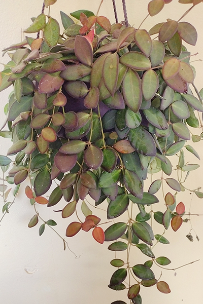 Hoya Assorted 8” HB