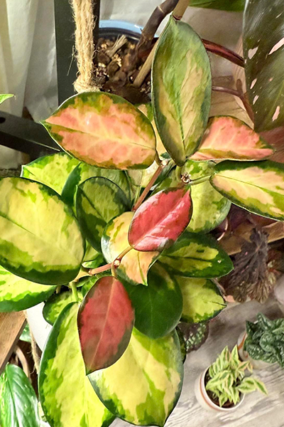 Hoya Carnosa Tricolor 6”
