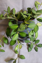 Hoya Bilobata 4”