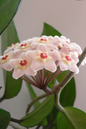Hoya Carnosa 6”