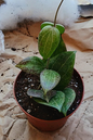 Hoya Carnosa Fitchii 6” HB