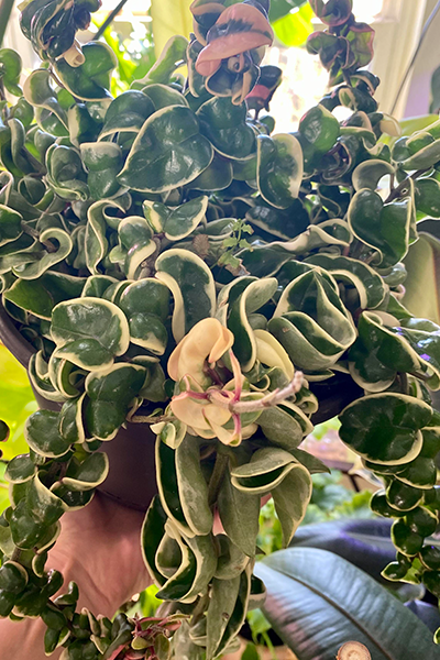 Hoya Hindu Rope Var 4”