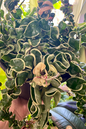 Hoya Hindu Rope Var 4”