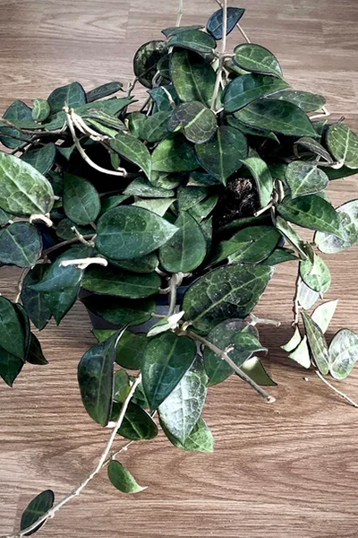 Hoya Krohniana Black 4”