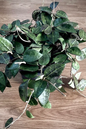 Hoya Krohniana Black 4”