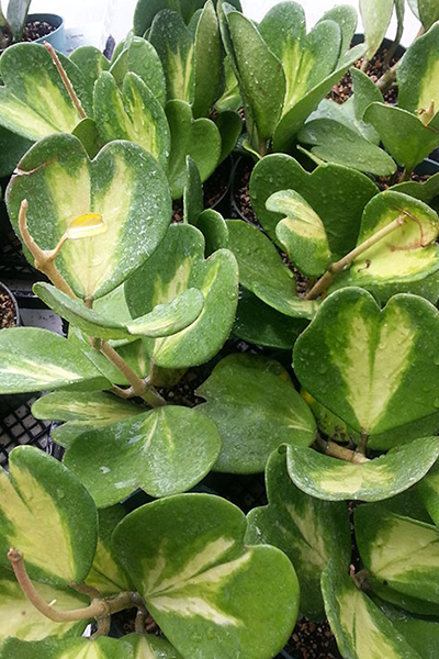 Hoya Kerrii Sweetheart Variegated 4”