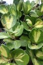 Hoya Kerrii Sweetheart Variegated 4”