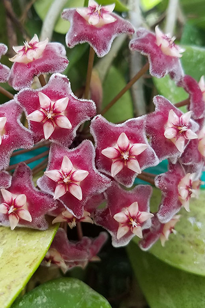 Hoya Splash Wax 10"