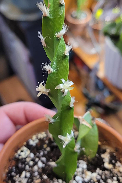 Hurricane Cactus 6” HB