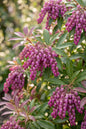 Impish Elf® Pieris 2G