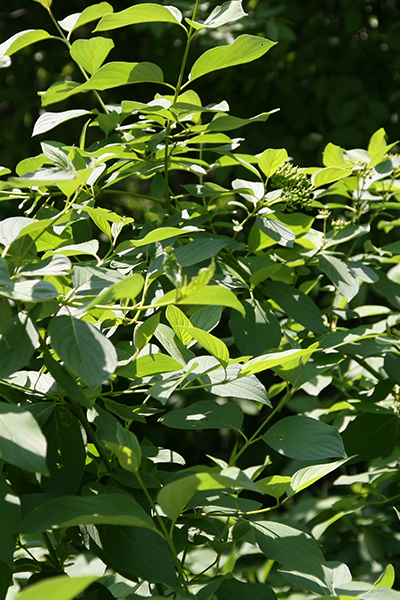 Isanti Dogwood 1G