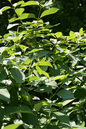 Isanti Dogwood 1G