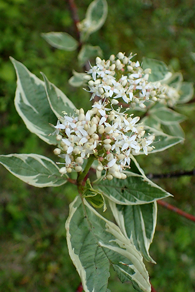 Ivory Halo Dogwood 2G