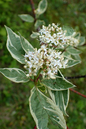 Ivory Halo Dogwood 2G