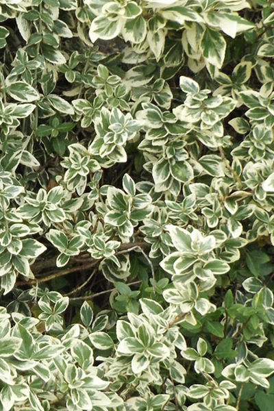 Ivory Jade Euonymus 2G