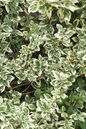 Ivory Jade Euonymus 2G