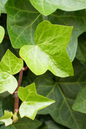 Ivy 4” Assorted
