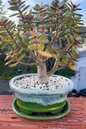 Jade Crosby’s Compact 2”