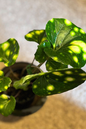 Japonicum Firefly 4”