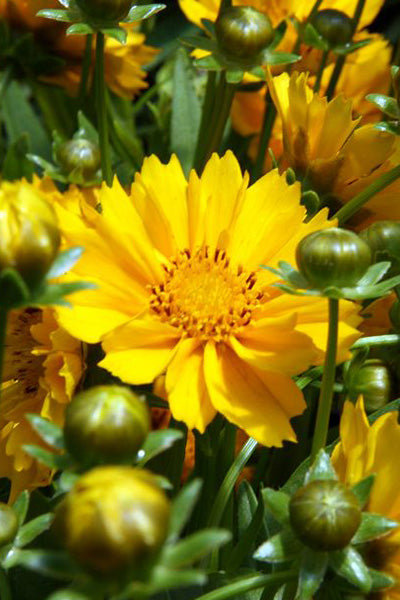 Jethro Tull® Coreopsis 1G