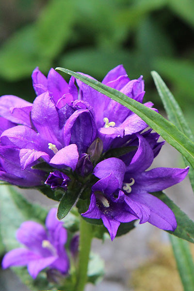 Joan Elliott Campanula 1G