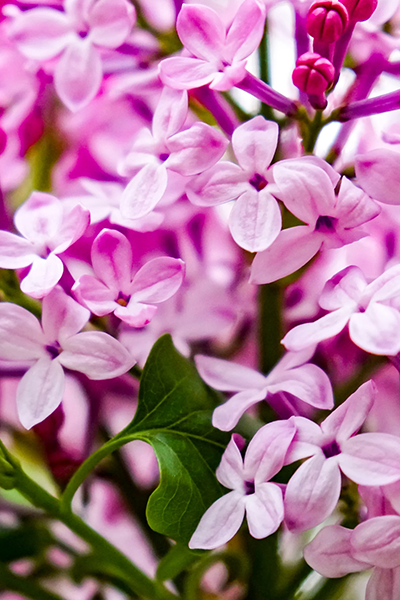 Josee Lilac 5G