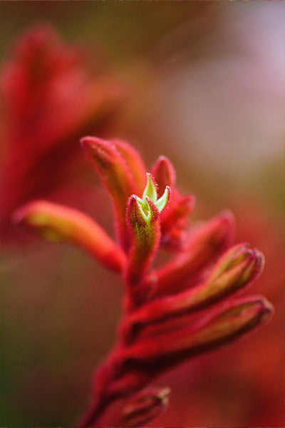 Jump Red® Kangaroo Paw 1G