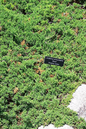 Juniper Procumbens ‘Nana’ 4”