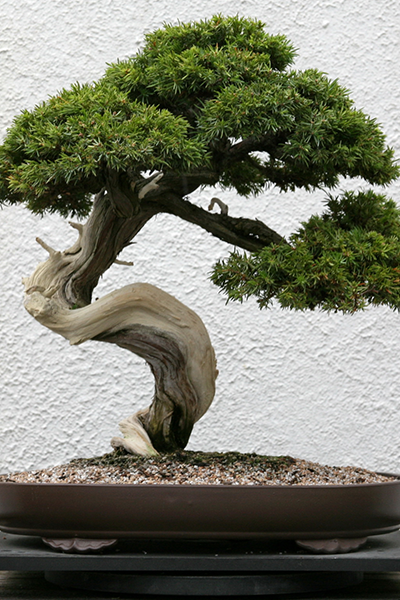 Juniper Bonsai 15"