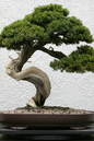 Juniper Bonsai 15"