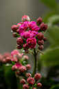Kalanchoe Neon Pink 2"
