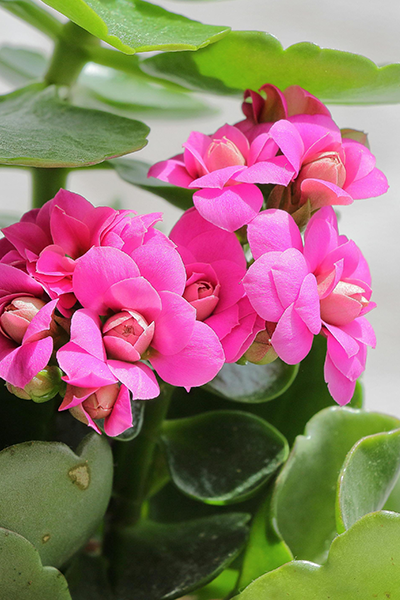 Kalanchoe Neon Pink 4"