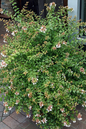 Kaleidoscope Abelia 5G
