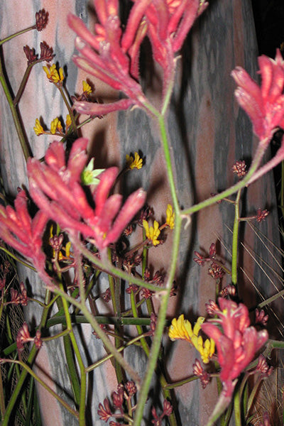 Kanga® Pink Kangaroo Paw 1G