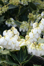 Karenoma Pieris 2G