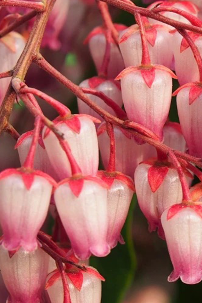 Katsura Pieris 2G