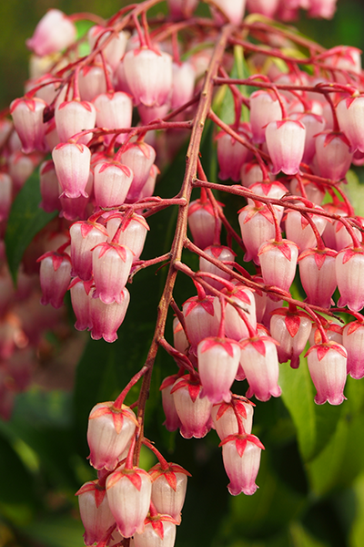 Katsura Pieris 5G