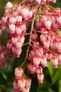 Katsura Pieris 5G