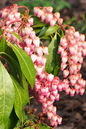 Katsura Pieris 6G