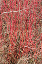 Kelsey’s Dwarf Dogwood 2G