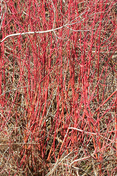 Kelsey’s Dwarf Dogwood 5G