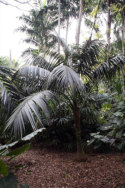 Kentia Palm 14”